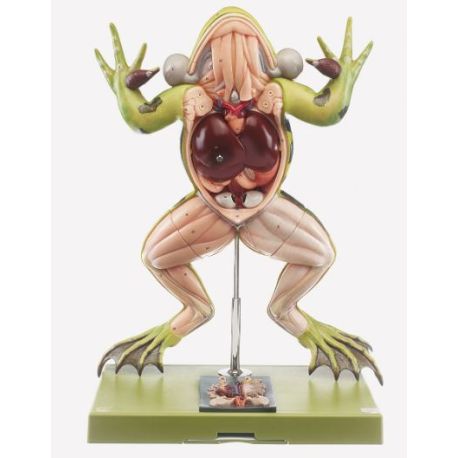 Modelo zoológico Somso ZoS-100/1. Rana verde 4:1 en 5 partes