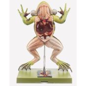 Model zoològic Somso ZoS-100/1. Granota verda 4:1 en 5 parts