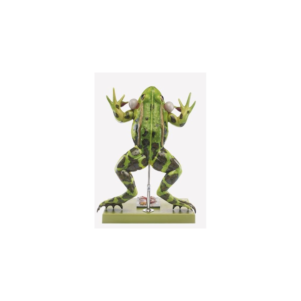 Model zoològic Somso ZoS-100/1. Granota verda 4:1 en 5 parts