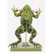 Model zoològic Somso ZoS-100/1. Granota verda 4:1 en 5 parts