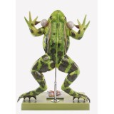 Model zoològic Somso ZoS-100/1. Granota verda 4:1 en 5 parts