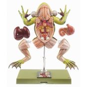 Model zoològic Somso ZoS-100/1. Granota verda 4:1 en 5 parts