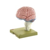 Modelo anatómico Somso BS-25. Cerebro humano 1:1 en 15 partes