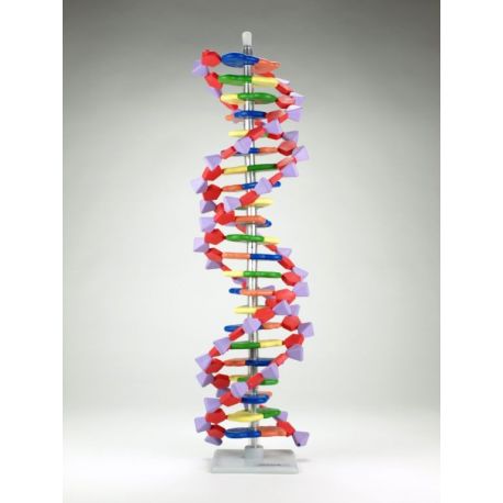 AMDNA-060-22 genetic model. DNA helix 22 layers (2 turns)