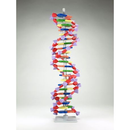 Model genètic AMDNA-060-22. ADN hèlix 22 capes (2 voltes)