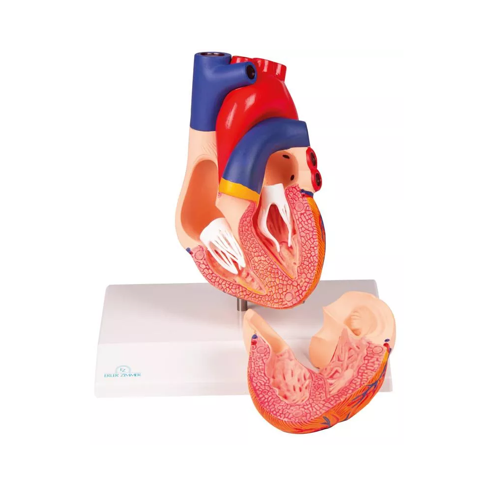 Modelo anatómico EZ-G310. Corazón humano 1:1 en 2 partes