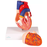 Modelo anatómico EZ-G310. Corazón humano 1:1 en 2 partes