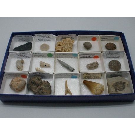 Fòssils naturals 40x40 mm. Capsa 15 peces