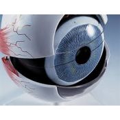 Model anatòmic 1000255. Ull humà 5:1 en 6 peces