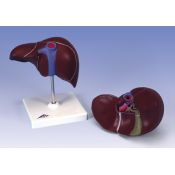 Model anatòmic 1000313. Fetge amb vesícula biliar 1:1 en 1 peces