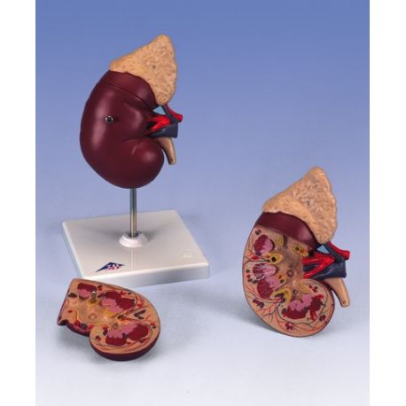 Modelo anatómico 1014211. Riñón humano con glándula adrenal 1: 1 en 2 piezas