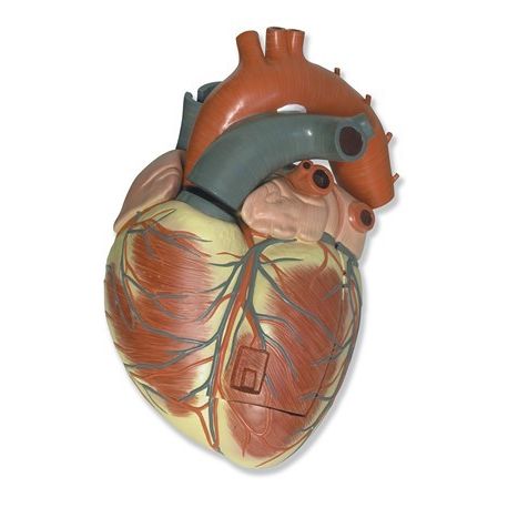Modelo anatómico QBB-005. Corazón humano 3: 1 en 3 piezas