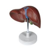 Model anatòmic 1000313. Fetge amb vesícula biliar 1:1 en 1 peces
