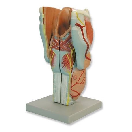 Modelo anatómico QBB-022. Laringe humana 3: 1 en 4 piezas