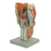 Model anatòmic Z-150. Laringe 2:1 en 4 peces