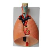 Model anatòmic Z-070. Pulmons 1:1 en 7 peces