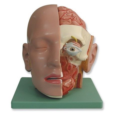 Modelo anatómico QBB-026. Cabeza humana 1: 1 en 4 piezas