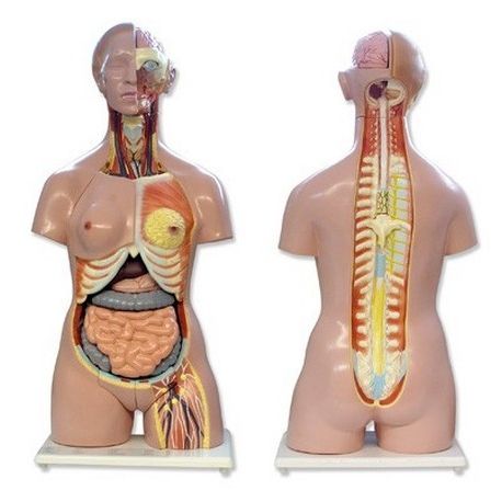 QBB-041 anatomical model. Bisex human torso 1:1 in 27 pieces