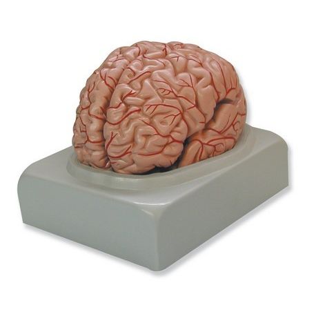 Model anatòmic QBB-027. Cervell humà 1:1 en 9 peces