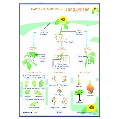 Mural biologia. Parts funcions nutrició ... de les plantes