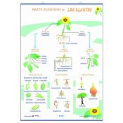 Mural biologia. Parts funcions nutrició ... de les plantes