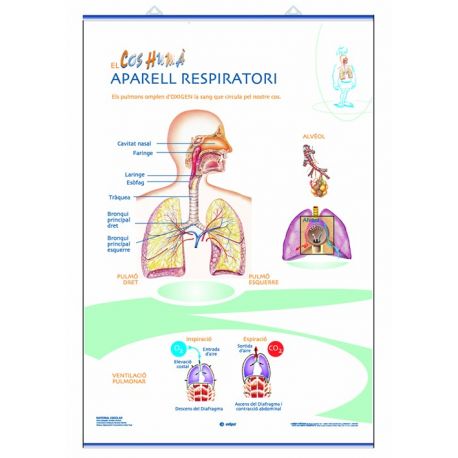 Mural anatomia primària. Els aparells circulatori i respiratori