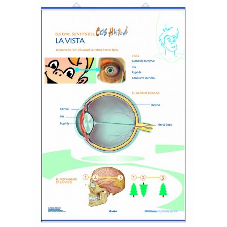 Mural anatomía primaria 70x100cm. Los sentidos de la vista y el oído