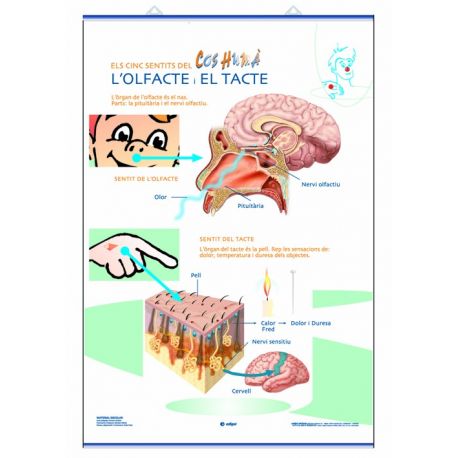 Mural anatomia primària. Els sentits del tacte el gust l'olfacte
