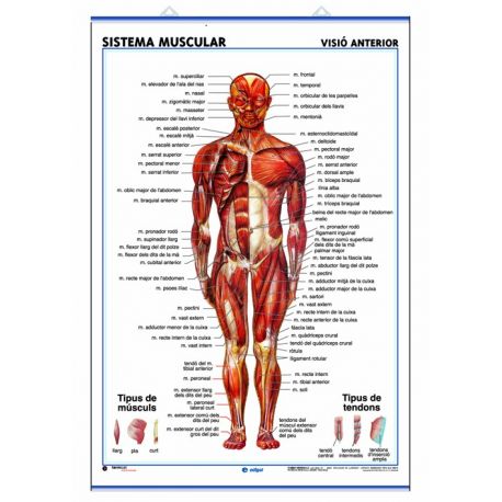 Mural anatomia secundària 70x100 cm. El sistema muscular