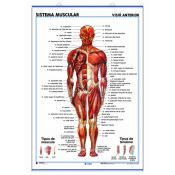 Mural anatomia secundària. Sistema muscular anterior i posterior