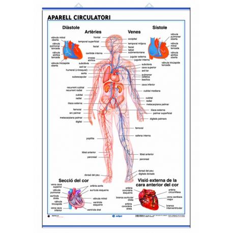 Mural anatomia secundaria 70x100cm . Sistema circulatorio y respiratorio