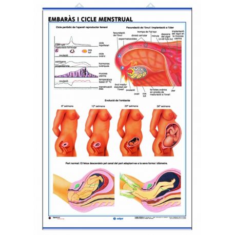 Mural anatomía secundaria 70x100 cm. El aparato reproductor, embarazo, ciclo menstrual