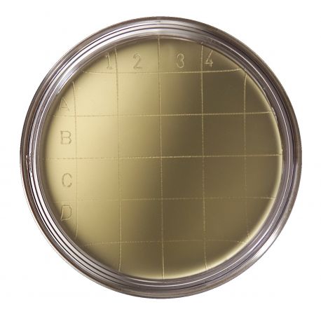 Sabouraud agar (+NEU) contact L-15323. Box of 20 plates