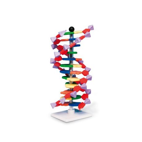 AMDNA-060-12 genetic model. DNA helix 12 layers (1 turn)