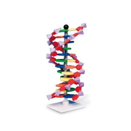 Model genètic 1005298. ADN 12 segments