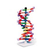 Model genètic 1005298. ADN 12 segments