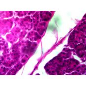 Cámara digital Cmex DC-3000-C. Conexión USB. Resolución 3'2 Mp