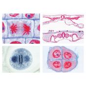 Preparacions microscòpiques L-4480 (19p). Genètica-Reproducció