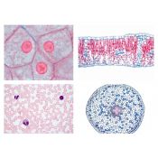 Preparacions microscòpiques L-4410 (13p). Cèl·lules-Teixits-Òrgans