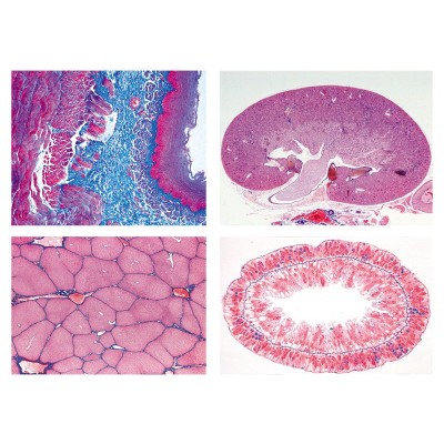 Preparacions microscòpiques L-4430 (15p). Metabolisme