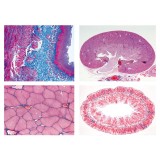 Preparaciones microscópicas L-4430 (15p). Metabolismo