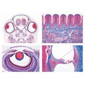Preparacions microscòpiques L-4450 (16p). Òrgans dels sentits
