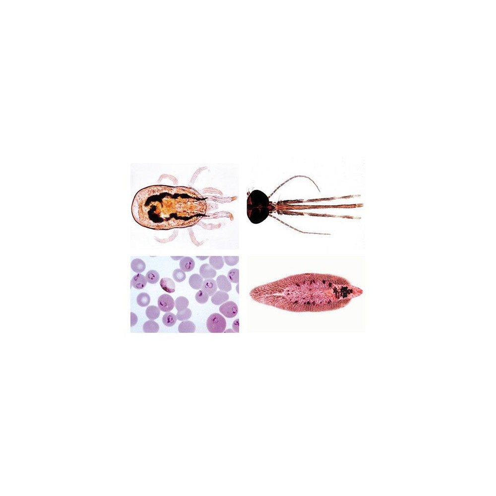 Preparacions microscòpiques L-74900 (25p). Parasitisme reduït