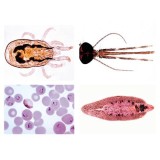 Preparaciones microscópicas L-74900 (25p). Parasitismo reducido