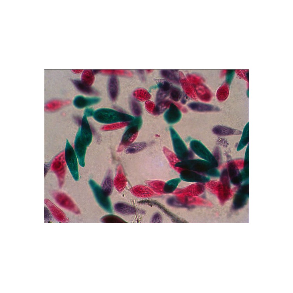 Preparacions microscòpiques QGR-011-24. Biologia bàsica