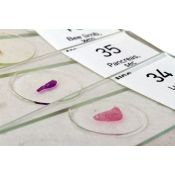 Preparacions microscòpiques QGR-011-24. Biologia bàsica