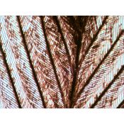 Preparacions microscòpiques QGR-011-24. Biologia bàsica