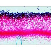 Preparacions microscòpiques QGR-011-24. Biologia bàsica