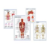 Murals anatomia