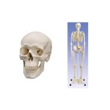 Osteological models